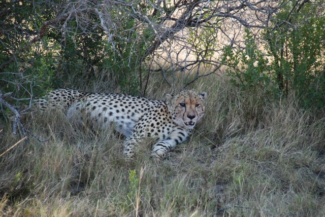 blind-cheetah-at-shamwari-game-reserve